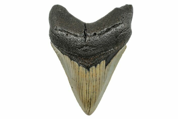 Serrated, Fossil Megalodon Tooth - North Carolina #273927